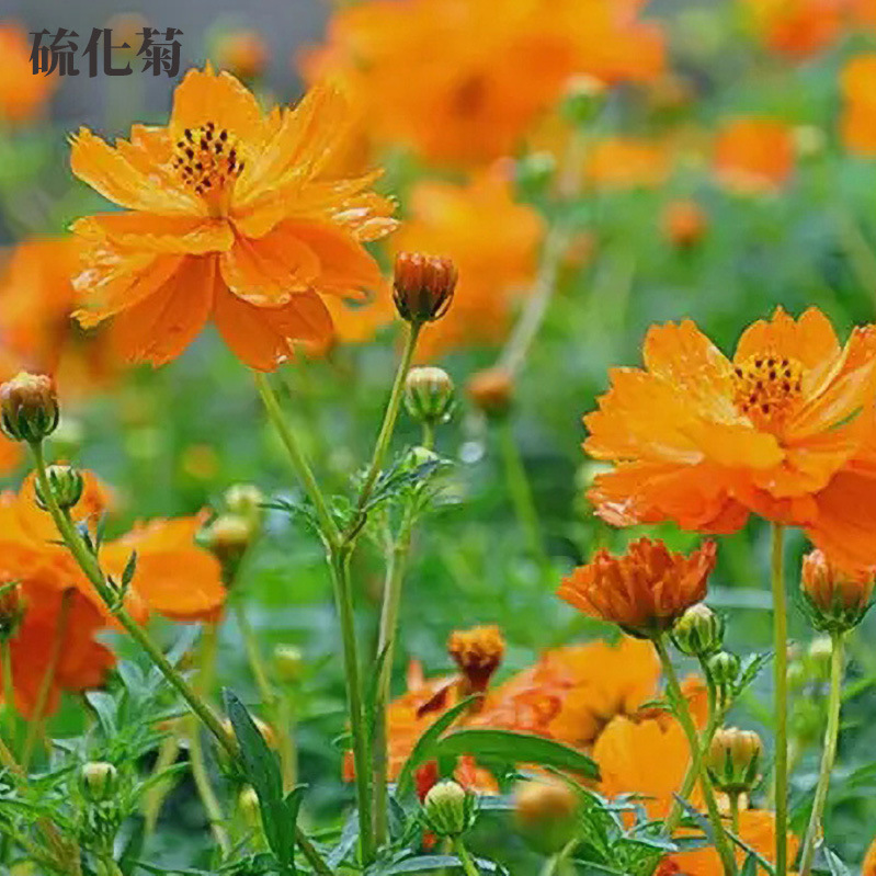 硫化菊种子黄波斯菊花种子黄秋英花籽四季易种公园花海景观花种子