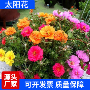 ���l�ذ�̫ꖻ��N���׻�����ͥԺ���@�W�t�����ļ��_��