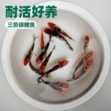 冷水观赏鱼纯种大正锦鲤鱼三色锦鲤鱼室外鱼池养殖家养招财风水鱼
