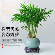 袖珍椰子盆栽室内植物旺宅客厅玄关卧室办公室桌面绿植好养活四季