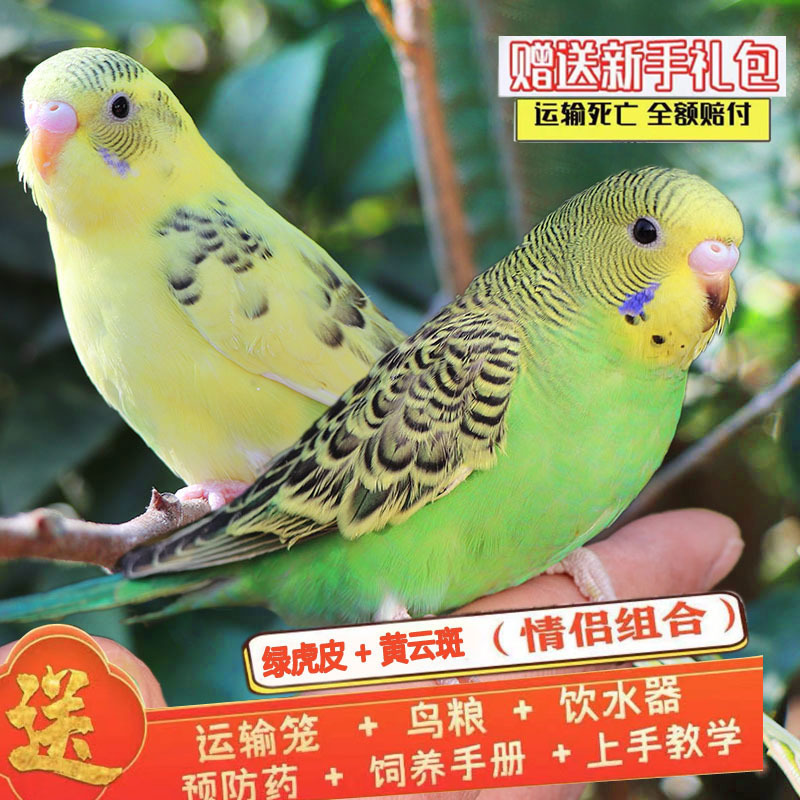 녹색 호랑이 피부 + 노란 구름 반점 (Bao Xue 말하기) 커플 매칭