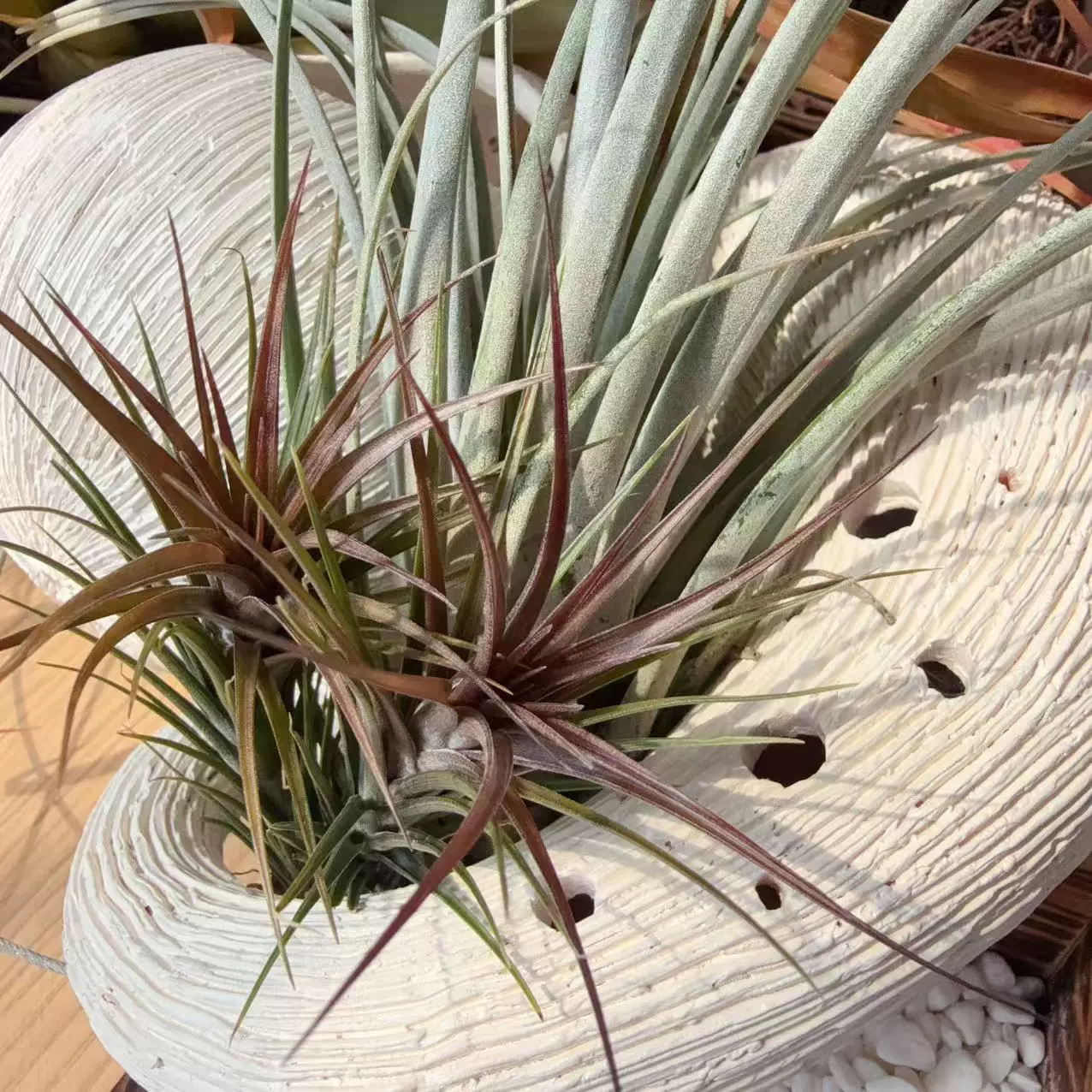 Phoenix Tail X Mini Purple, Z Cross Variety Rare Air Pineapple Беспочвенное растение, легко выращиваемое для ленивых, оптовая продажа, высококачественное