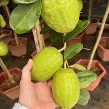 ߗUoљˮʘԎʳ̨ͥԺNֲļY