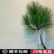 �Rβ���r��֦ˮ��ֲ���҃�С��Ұ�������}�Q�Gֲ�R��ľ���Rƽ���