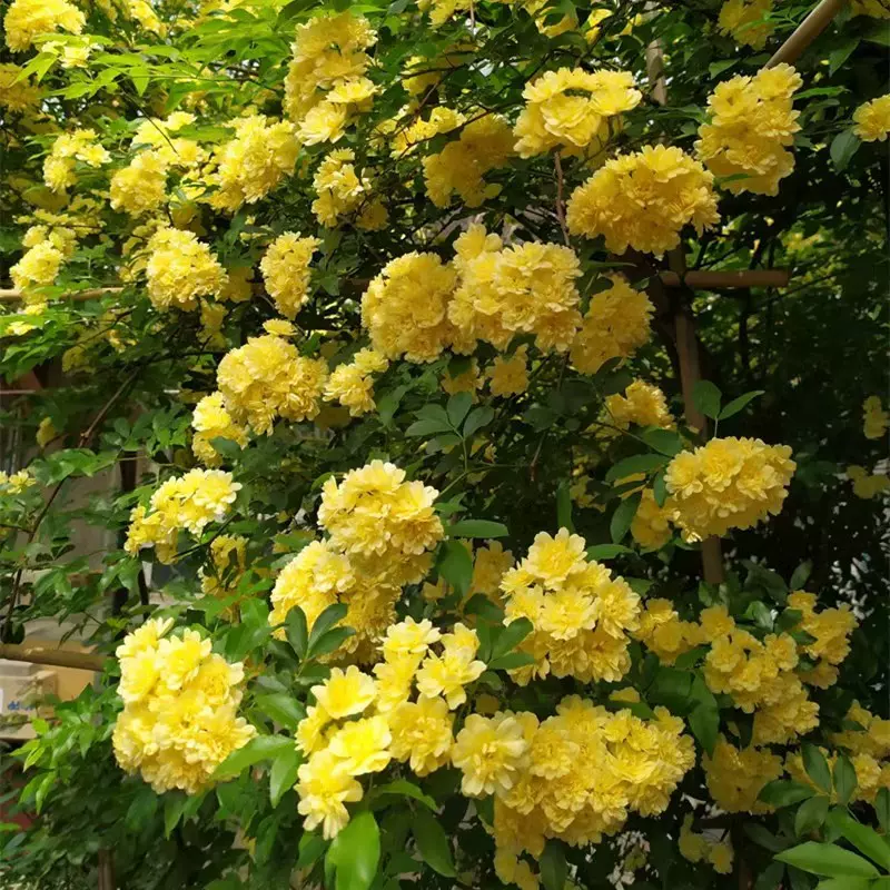 红木香树苗四季开花爬藤禄植物黄木香花大苗庭院耐热蔷薇花卉盆栽