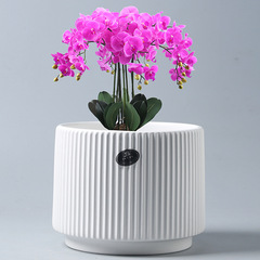 陶瓷花盆帶托盤批發直銷綠植蝴蝶蘭專用盆家用客廳一件代發