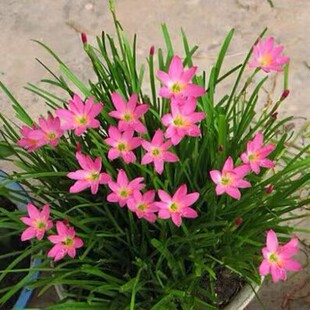 Wind and Rain Orchid Bulbs Bloom in All Seasons, Double-Petaled Leek Orchid Seedlings, Indoor and Outdoor Courtyard Flower Beds, Cold-Resistant Potted Plants