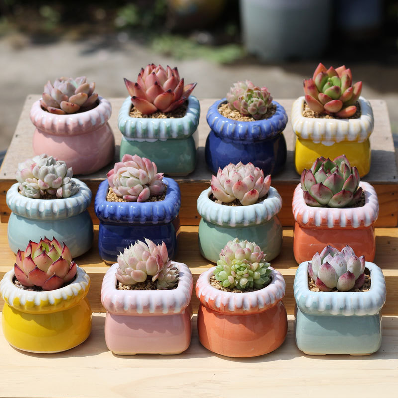 Succulent flower pot twist-controlled macaron ceramic stoneware succulent plant breathable thumb mini cute