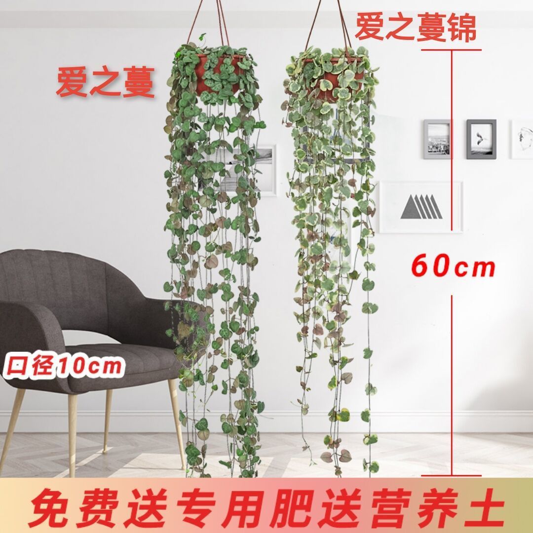 心叶垂吊吊兰多肉植物爱之蔓锦小吊兰绿植花卉盆栽室内阳台易养活