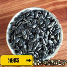 1-5斤油葵子新上生小瓜子葵花子油葵籽 鹦鹉仓鼠零食鸽粮250g批发