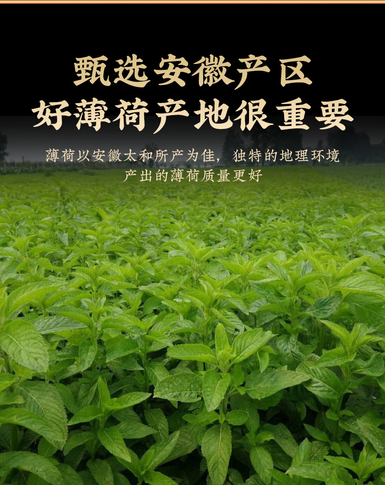 Mint Leaf Powder (Mentha haplocalyx) — Ultra-Fine Dried Food-Herb Powder, 100g Jar key features