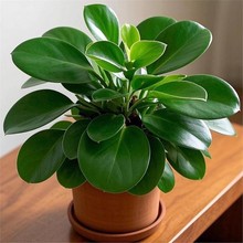 金钻绿公主盆栽可开花水培植物绿箩萝办公室内花卉绿植四季好养活