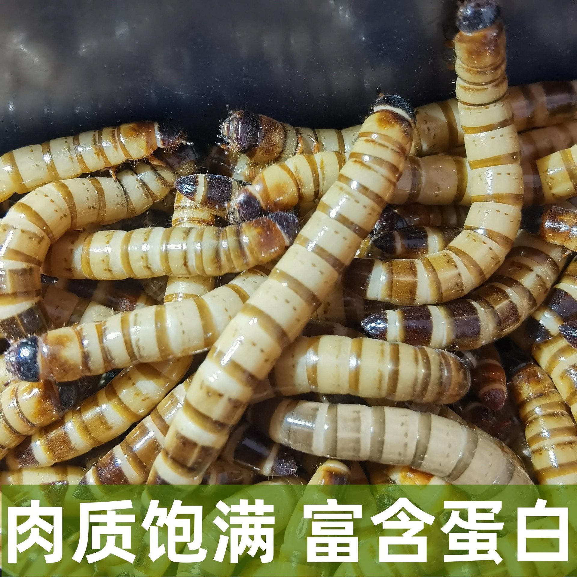 Gecko arowana bugs barley worms free shipping pet live bird food feed starling national live live worms mealworms