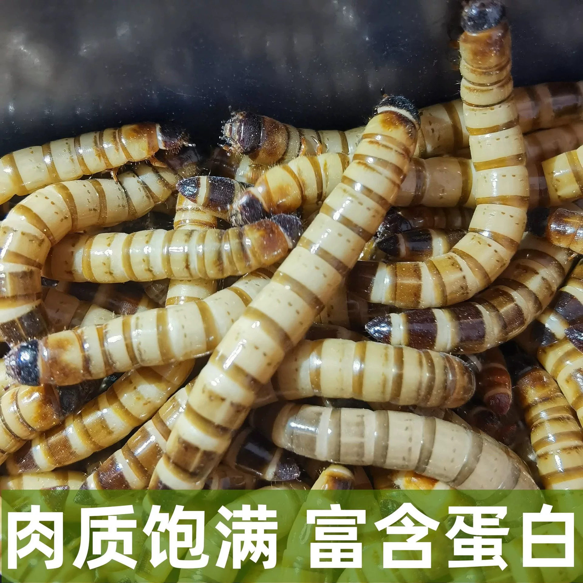 Gecko arowana bugs barley worms free shipping pet live bird food feed starling national live live worms mealworms
