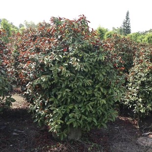 2411���Թ��� �t���� 1-1.5�׸ߴ��� ׃ɫ�~ ��ľ ë��