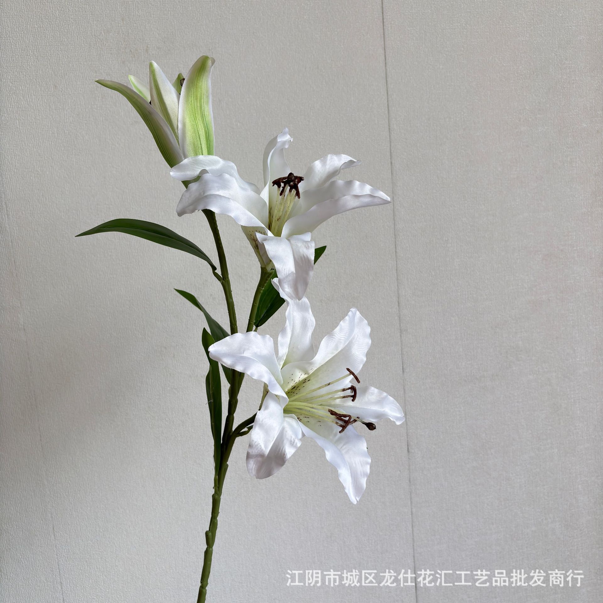 철포백합