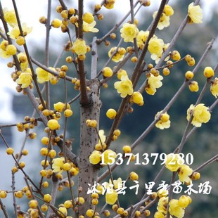 lD÷Nӽ÷ϞϞ÷Ϟľľʯ÷÷·N