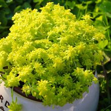 黄金草 黄金草品牌 图片 价格 黄金草批发 阿里巴巴 黄金草 黄金草品牌 图片 价格 黄金草批发 阿里巴巴