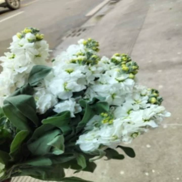 Роза цветы базовая ставка Юньань Куньмин прямая доставка лилия длинные волосы подсолнух красная фасоль хозяйство свежие срезанные воды