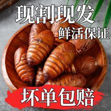 |aQӼrsӼ]OӼ500gҰwS