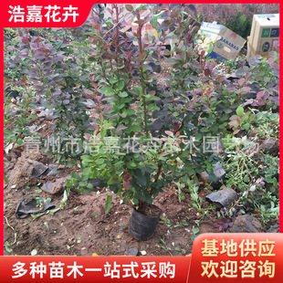 40���ּt�~С�޾G�h ���̾G����ľ ��ɫ���� ���~С�ވ�r