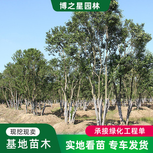 Clustered Large-Leaf Ligustrum Saplings, Garden Greening Seedlings, Courtyard House Greening, Ornamental Shape Trees, Tall Pole Ligustrum Trees
