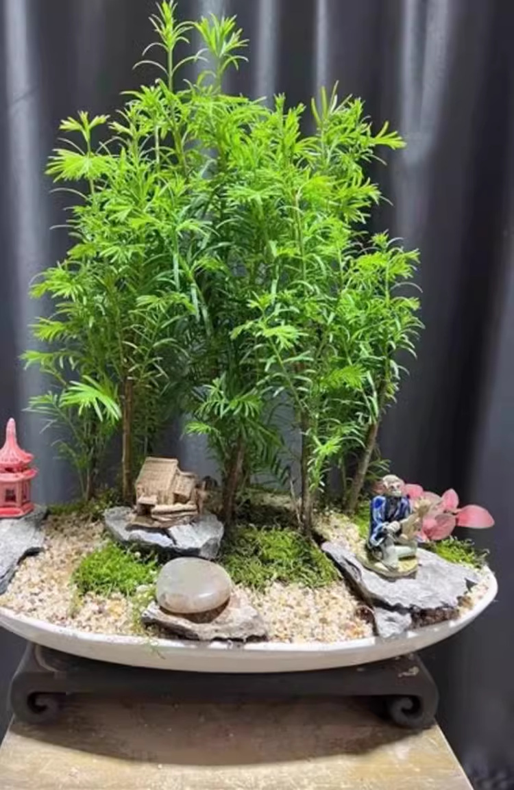 [체험팩] 메타세쿼이아 30- 40cm 높이 1그루 [가성비가 좋지 않음]