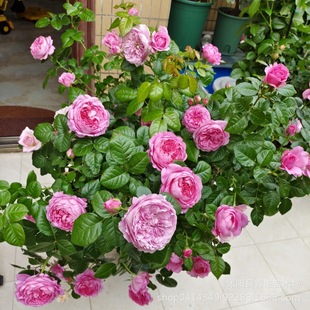 Wholesale Vine Rose Seedlings Chantel Rose Climbing Plants Potted Flower Varieties Blooming All Seasons
