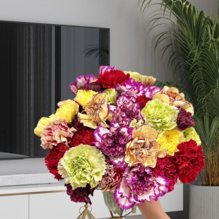 Yunnan Kunming Carnation Fresh Cut Flower Arrangement Flower Base Direct Delivery Home Living Room Decoration Mother Gift Bouquet