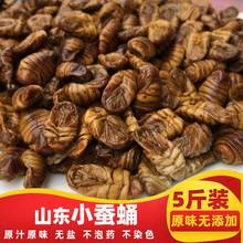 小蠶蛹新鮮冷凍5斤包郵山東特產出口品質原味桑蠶蛹