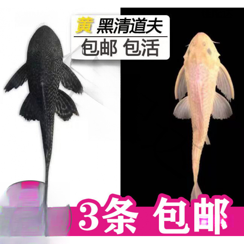 Cleaner Fish for Aquariums, Tropical Freshwater, Cold Water; Specializes in Eating Waste, Excrement, Cleaning Algae, and Goldfish
