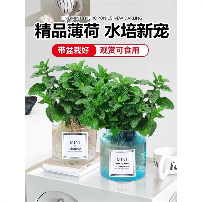 Mint potted hydroponic plants repel mosquitoes