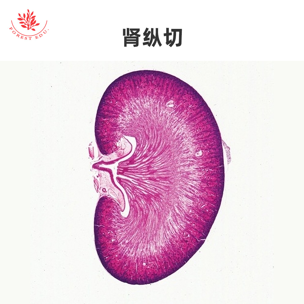 4 内脏器官显微玻片