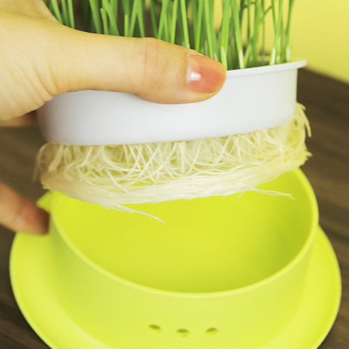 New Cat Grass Pot Soilless Hydroponic Cat Grass Seed Box Set for Hairball Control and Digestion Aid, Cat Snack Wheat Seeds