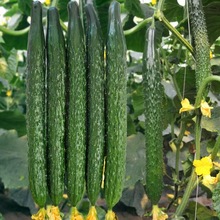 ˮSϷNӴƷNժ߲ͥ˷NֲڸкƷ|ζ