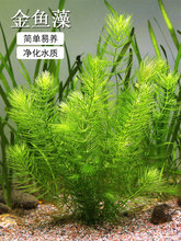 金鱼藻水草淡水水族箱鱼缸造景挂卵繁殖降低氨氮净化水质好养易活