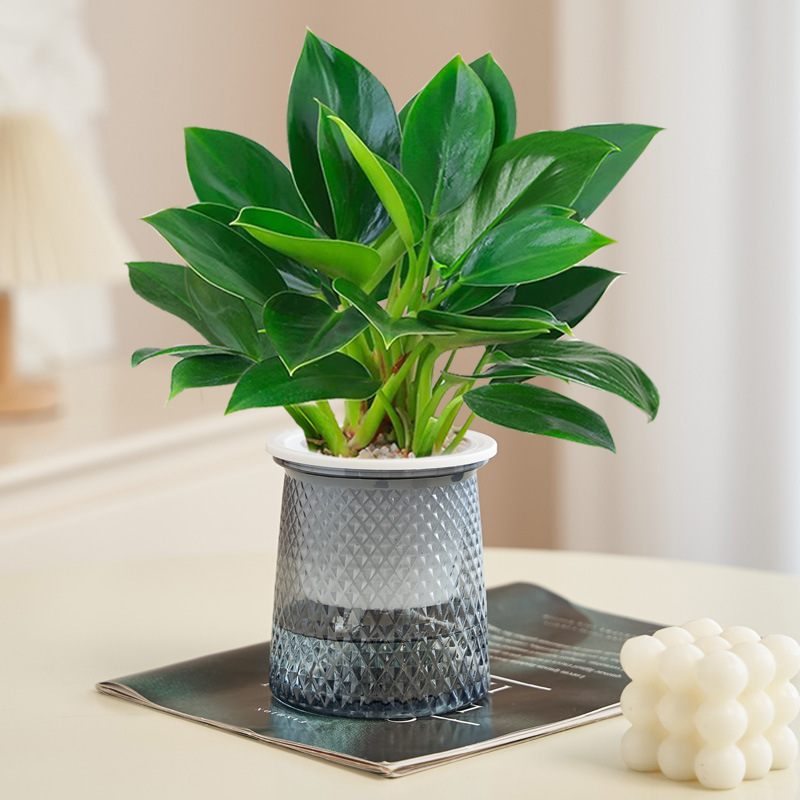 [핫한 신제품] 골든다이아몬드 20cm 3그루(별분지) + 영양액