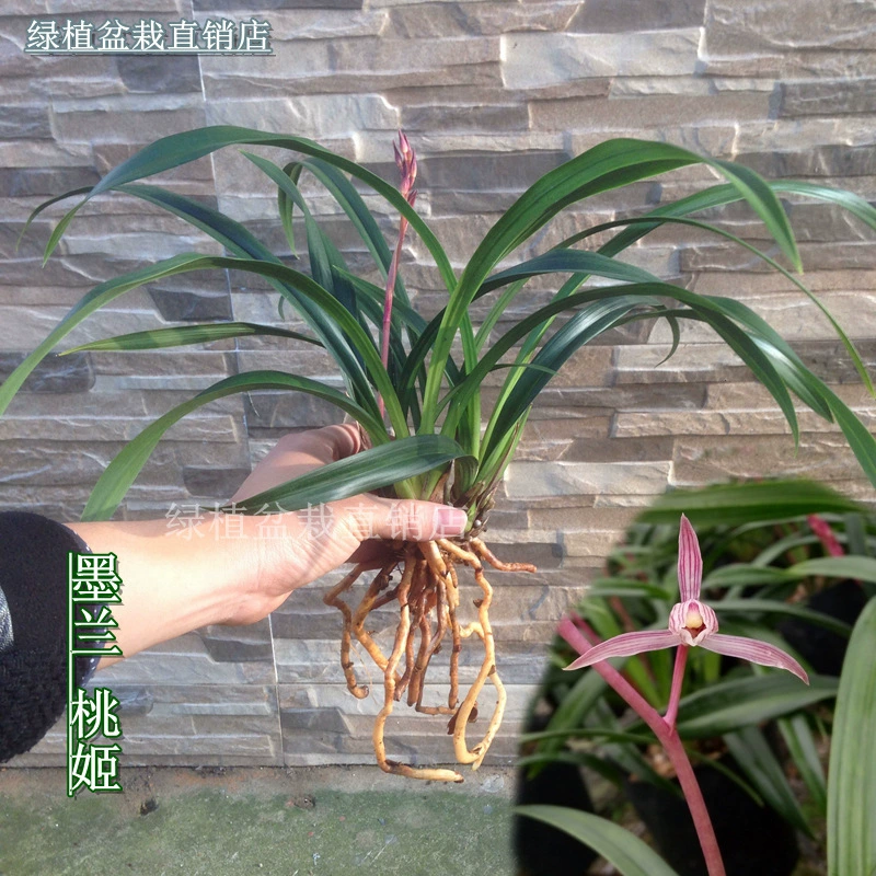 Цветочное зеленое растение Маленькая Орхидея в горшке Зима с рассадой цветочной почки-Орхидея-Моран-Комнатное цветочное растение Таоджи