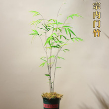 台湾内门竹盆栽竹子苗庭院观叶绿植室内阳台桌面绿植盆景好养