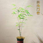 台湾内门竹盆栽竹子苗庭院观叶绿植室内阳台桌面绿植盆景好养