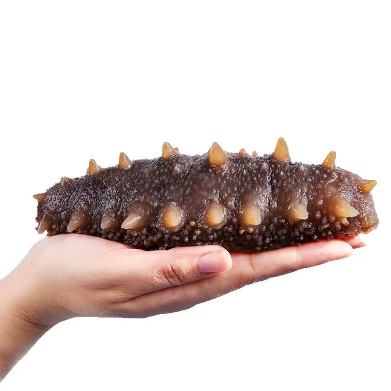 即食海参深海底播大连海参批发鲜食辽参刺参好货定制OEM贴牌代工