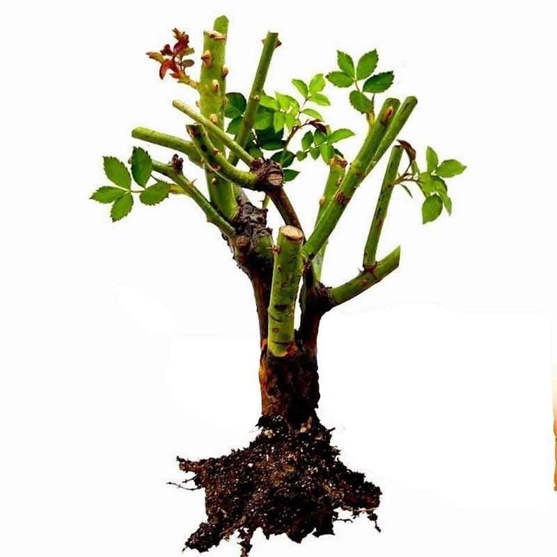 561d7445-5946-42f6-888d-9bb4bdf70cc5.jpe