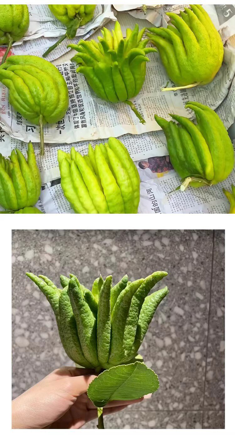 Fresh Fingered Citron Branches Buddha Hand Fruit for Water Cultivation and Display specifications