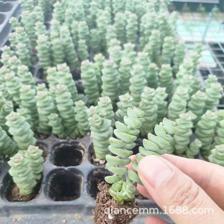 Денежная нить мясистое растение многоголовая группа проращивания мясистых растений Комбинация горшков Крытый Офис Гостиная мясистые зеленые растения цветы