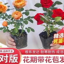 B¼ļ_õС̨ԻͥԺNޱ