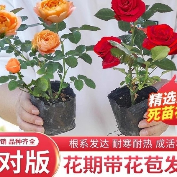 浓香好养活月季花苗四季开花玫瑰小苗阳台盆栽花卉庭院爬藤蔷薇