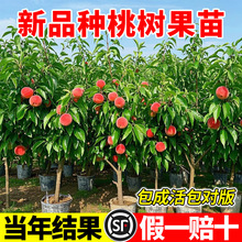 ����ˮ���Ҙ����S�Ҙ��m�䮔��Y���ϱ����Nֲ������ɻ��Ҙ����