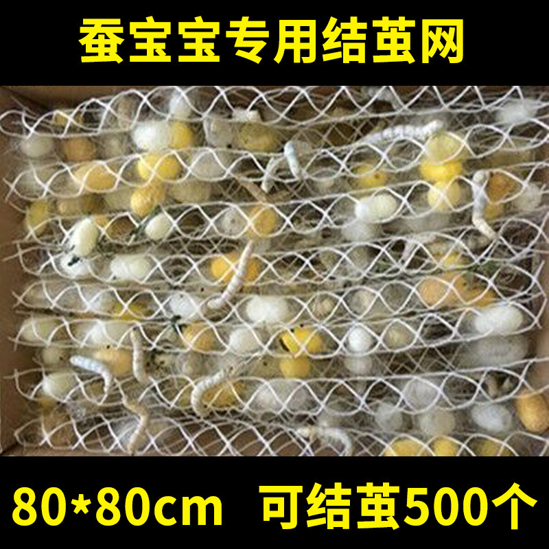 80* 80cm (500개의 누에고치를 만들 수 있음)