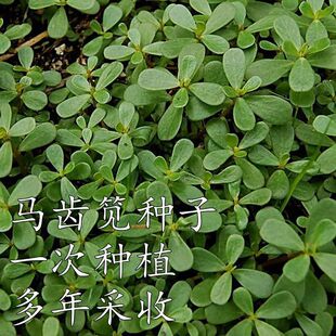 �R�X�{�N���®a�N��ʳ���R�X�����L�۲��R�X�a��ͥԺ�̨�Nֲ�ļ�
