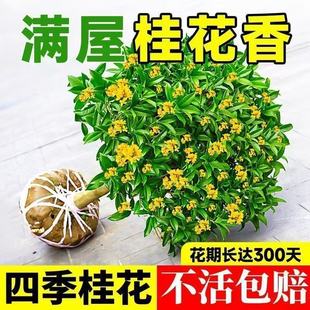 Authentic Four-Season Osmanthus Edible Flower Fragrance All over the House Potted Osmanthus Tree Strong Fragrance Green Plant Indoor Flower Easy to Grow